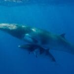 4 Night Fly Dive Minke Whales