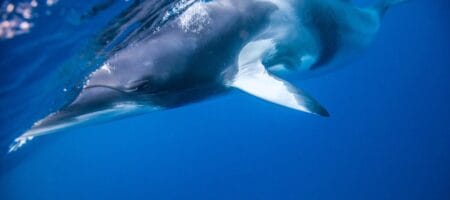 3 Night Fly Dive Minke Whales